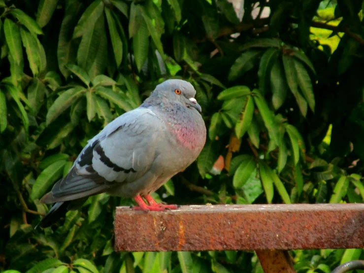 a pigeon is sitting on a metal post by some bushes