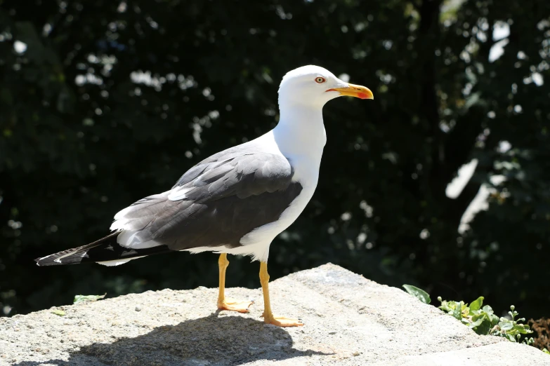 a white and gray seagull standing on the rock