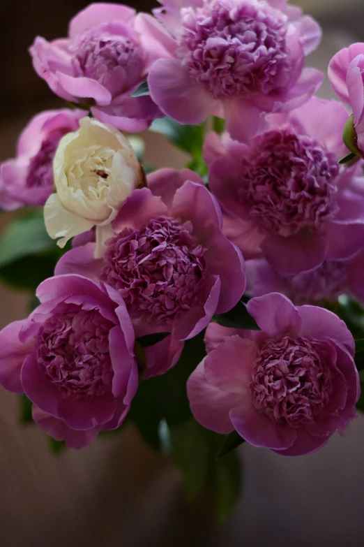 purple and white flowers in a vase