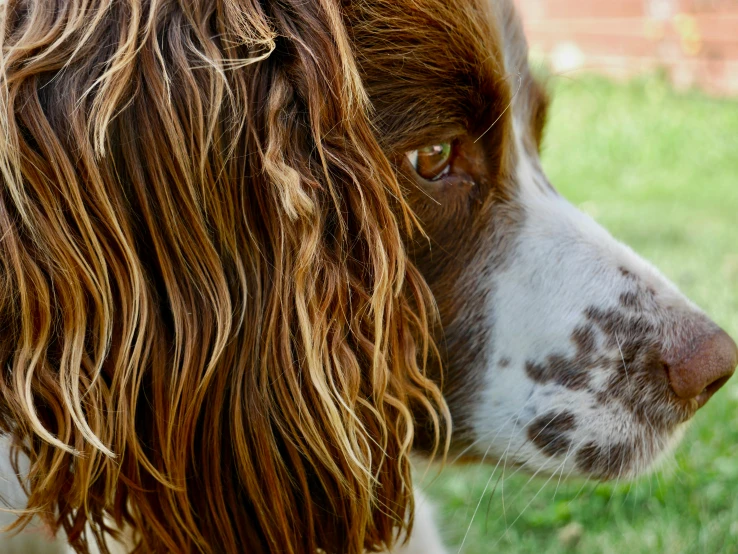 brown and white dog staring off into the distance