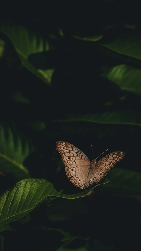 the erfly is sitting on a green leaf