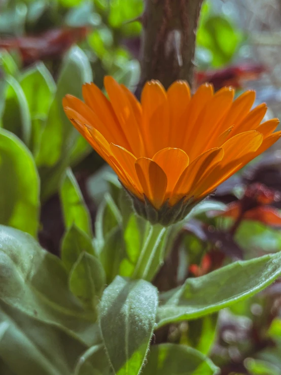 an orange flower with lots of green leaves