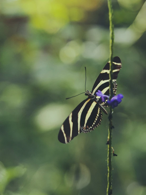 erfly on a stem with blue flowers in the foreground