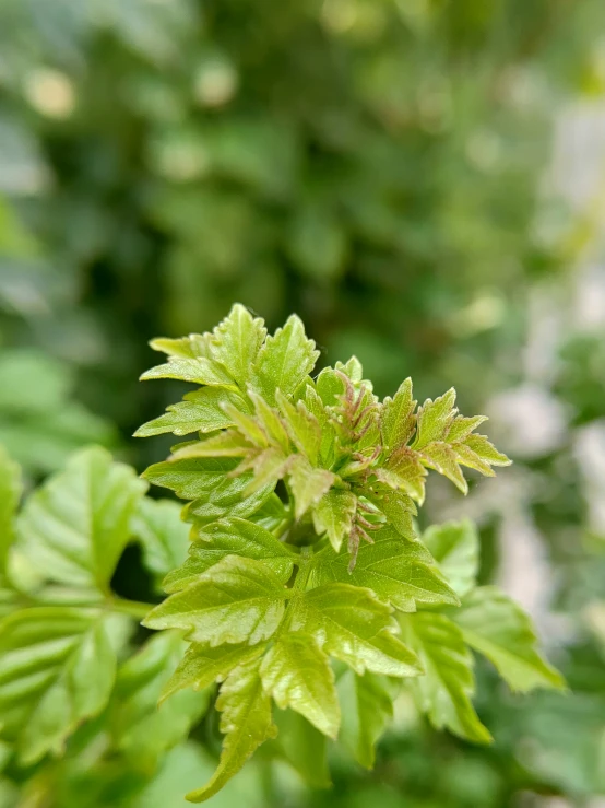 a very small green bush with bright, fuzzy leaves