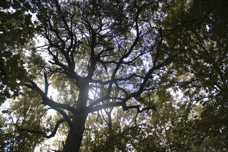 looking up at a leaf filled tree in the sun