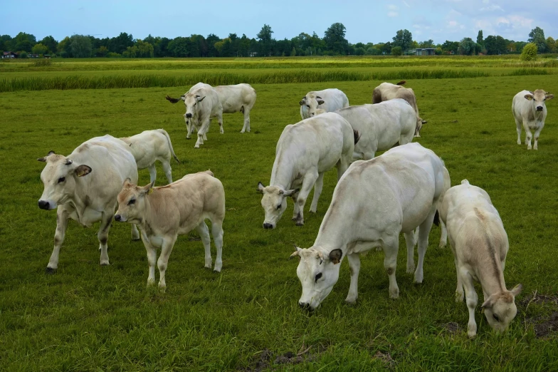 a herd of white cows grazing on a lush green field