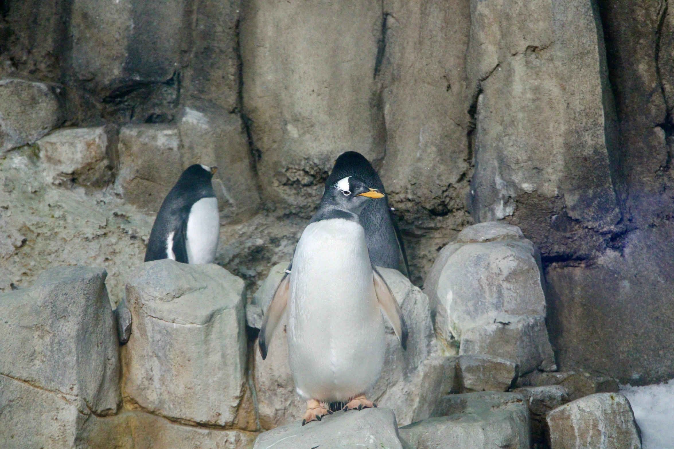 a couple of penguins stand next to each other