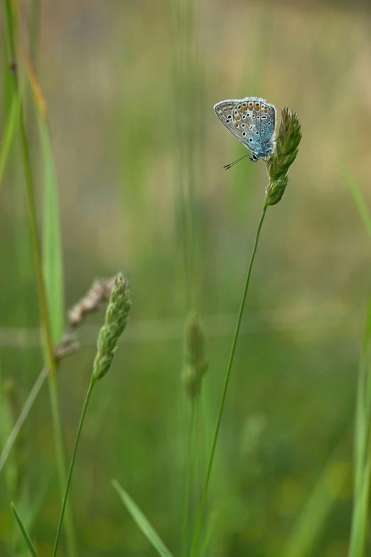 an insect on top of some small green leaves