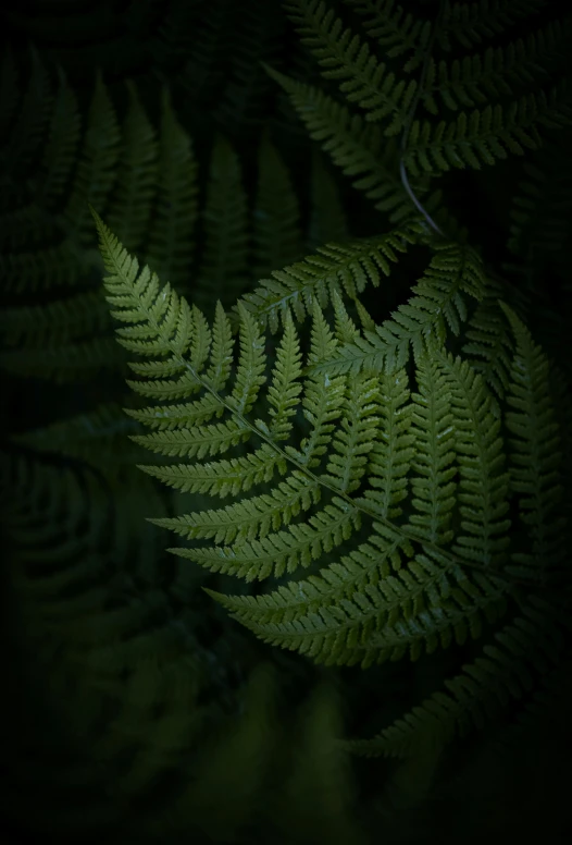 a green fern leaves with long needles