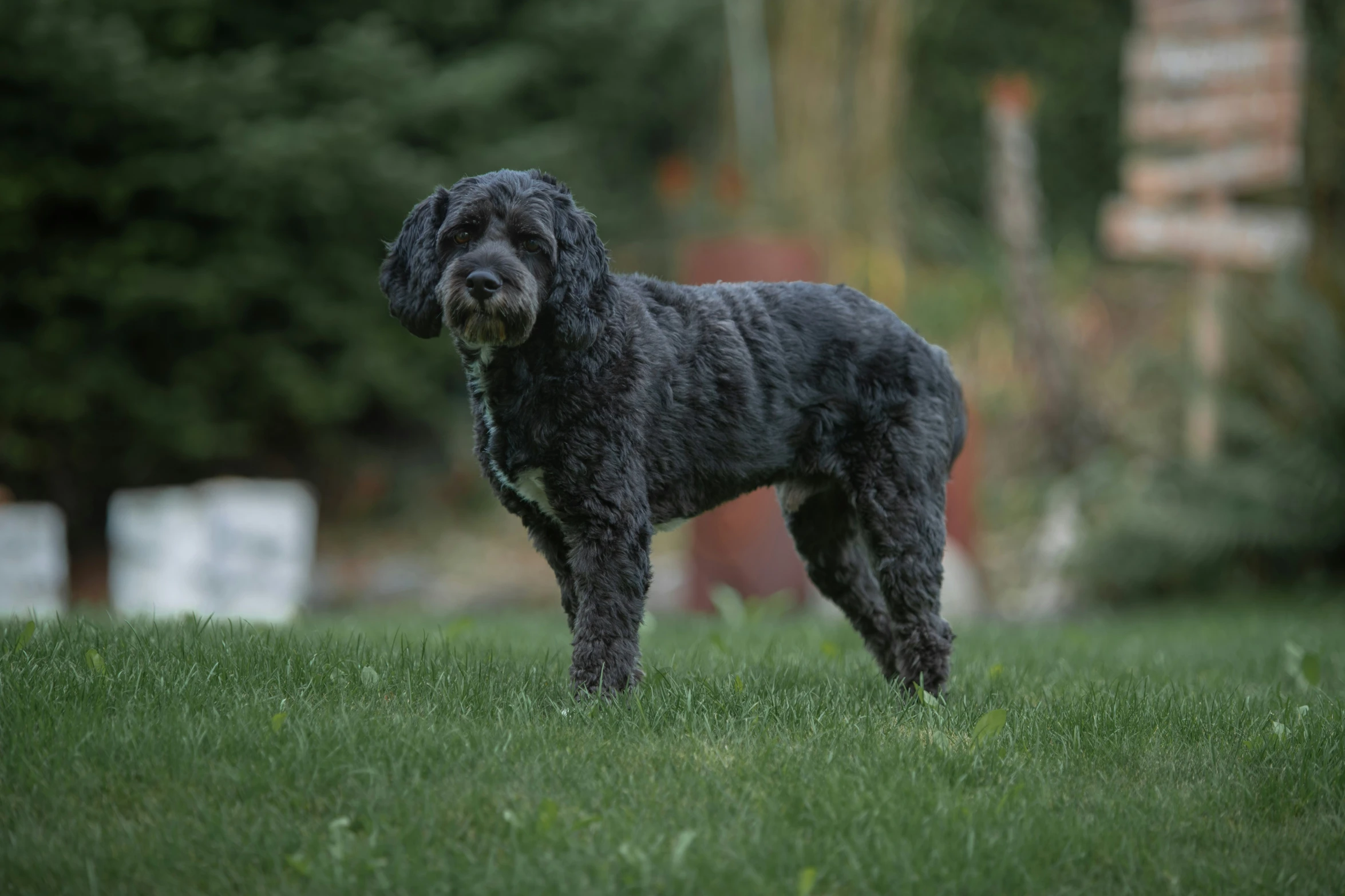 a small black dog standing in a grassy field