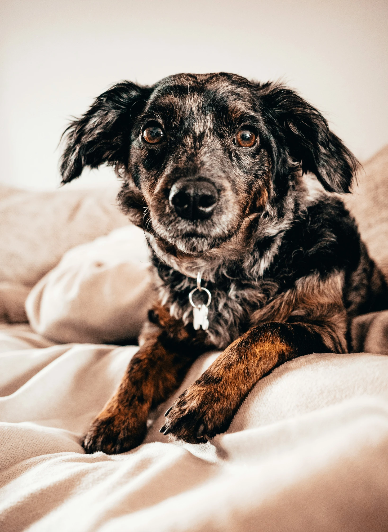 a black and white dog sitting on a bed