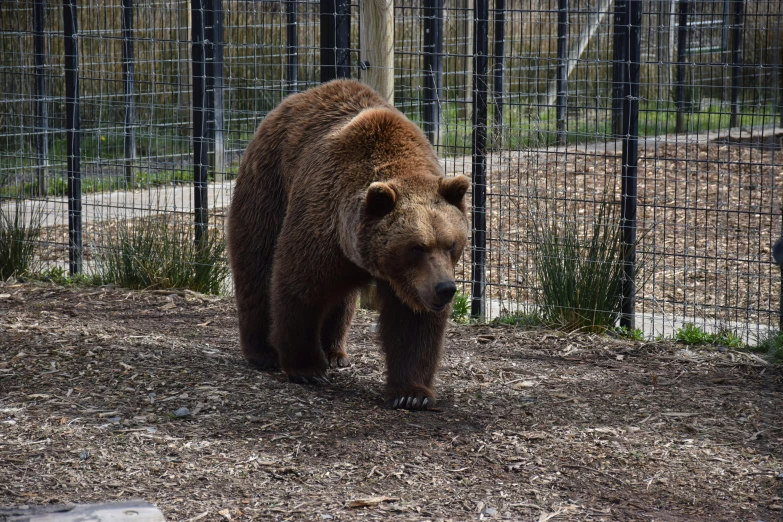 a large bear walking across a dirt ground