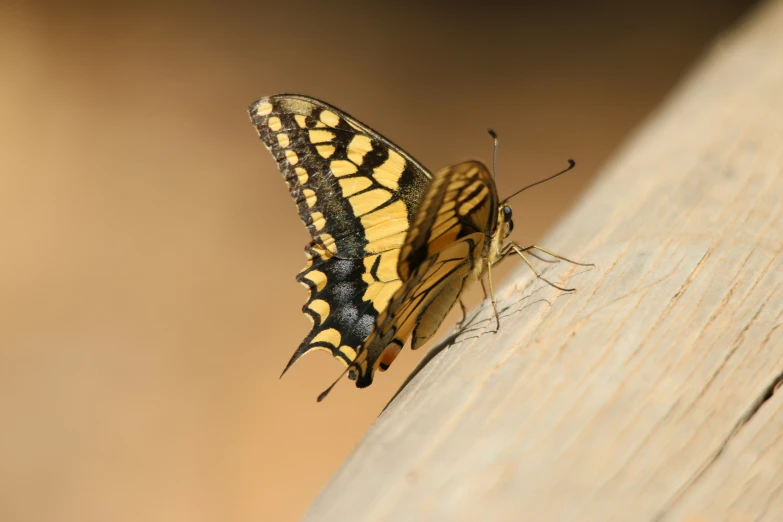 two erflies perched on wood planks side by side