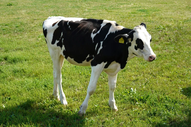 black and white cow standing on top of a lush green field