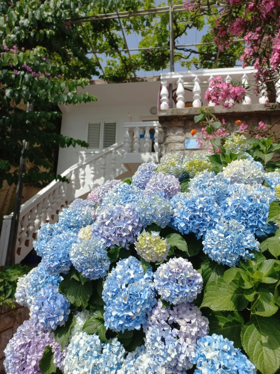 a couple of blue and purple flowers in front of a house
