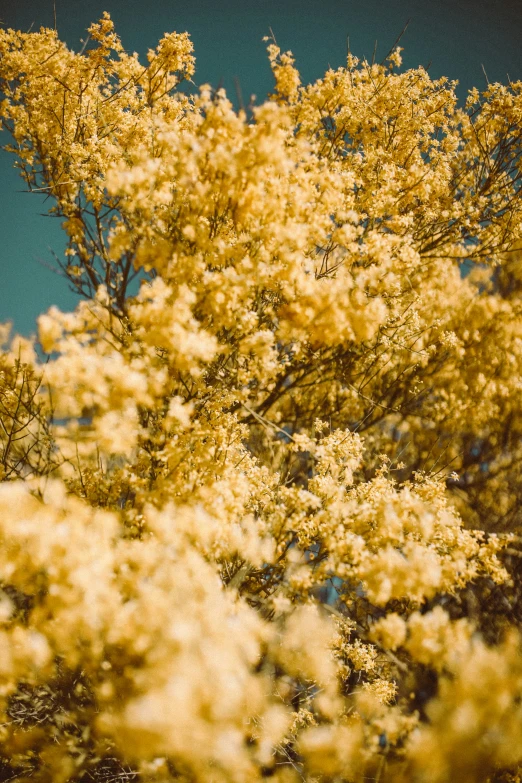 a tree is seen in a sunny and blurry landscape