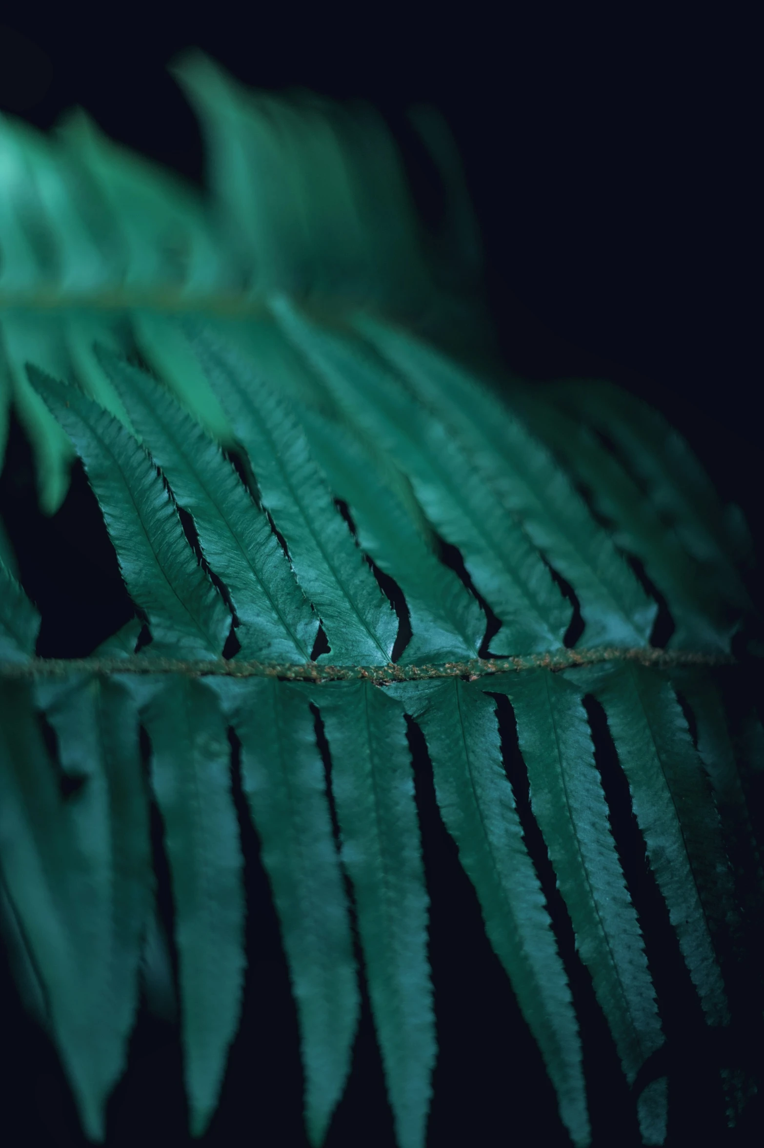 a leaf with black and white spots is shown