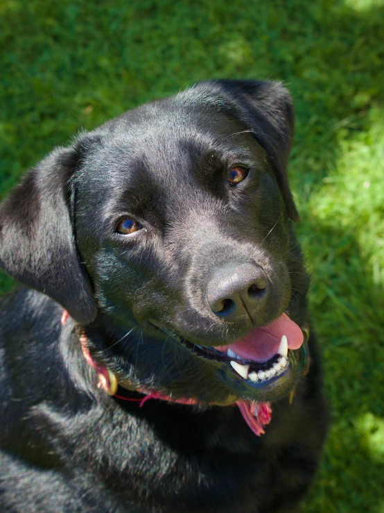 a close - up of a dog's eyes and body with grass in the background