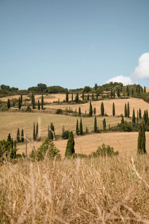 several trees on the hillside of an area of grassy and rolling hills