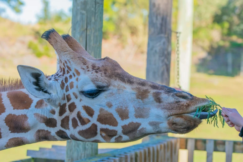 giraffe licks leaves out from woman's mouth in zoo