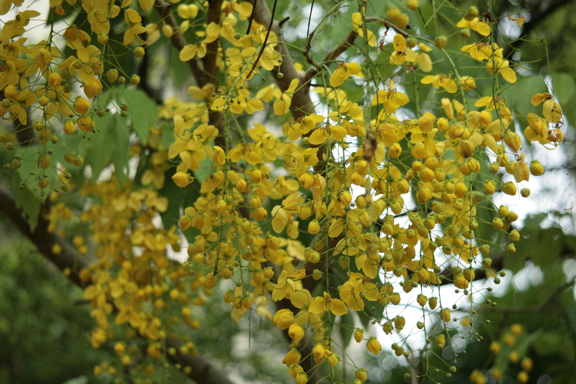 a cluster of yellow flowers hang from the nches