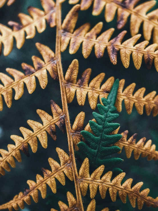 a green and brown fern leaf with some brown leaves