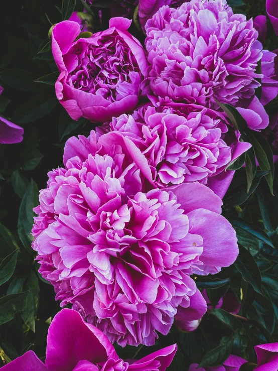 two pink flowers in a bush with leaves around them