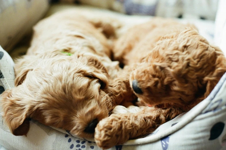 a puppy is snuggled up with its head on its teddy bear