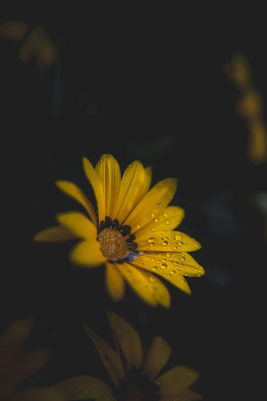 an intense po of a sunflower in the dark