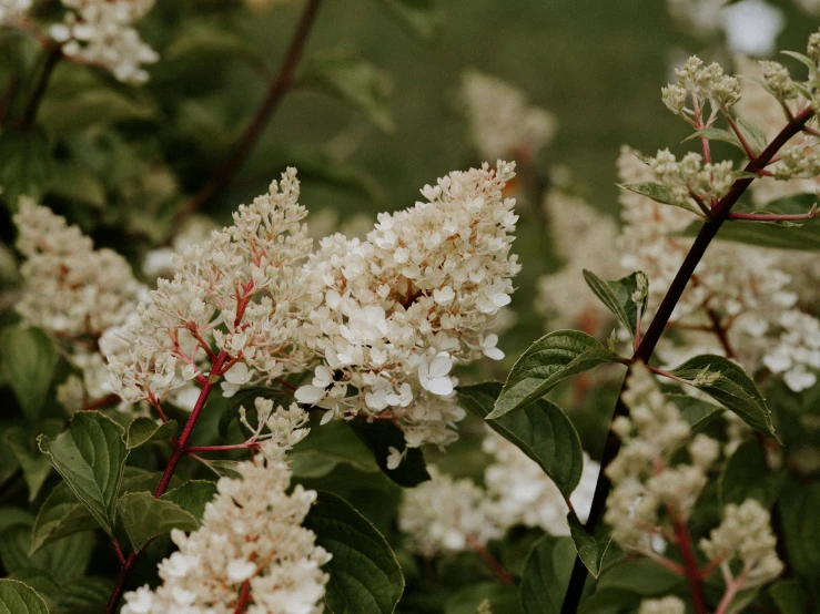 a bunch of flowers that are growing by a bush