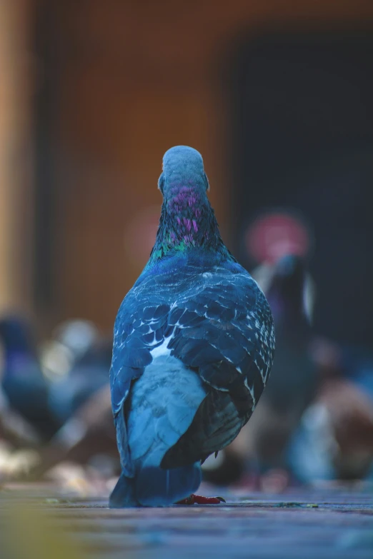 blue and purple bird sitting on the floor with other birds nearby