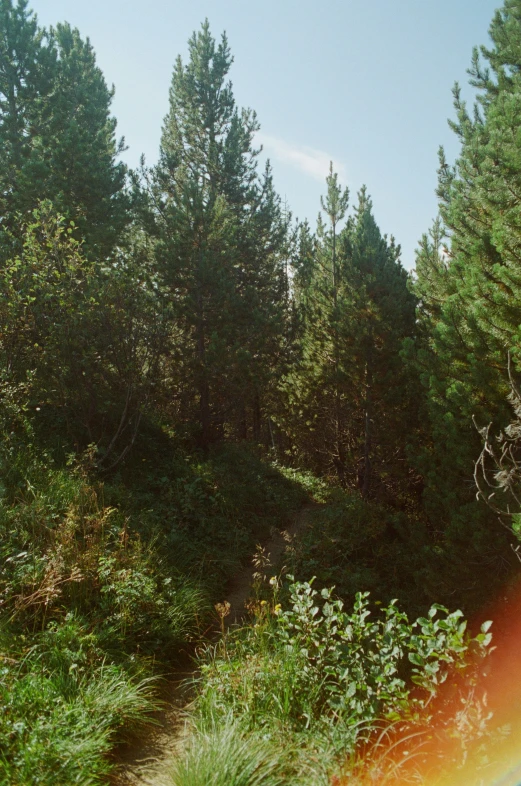 the path goes through a pine forest, in between two layers of tall trees