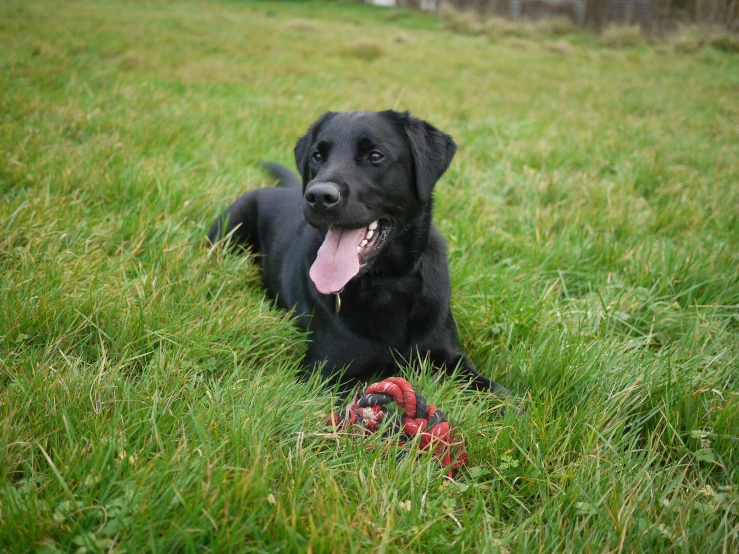 a large dog laying in the grass with his toy