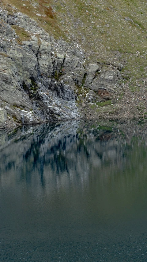 an animal is sitting by some water and grass