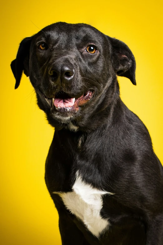 a black and white dog posing for a po