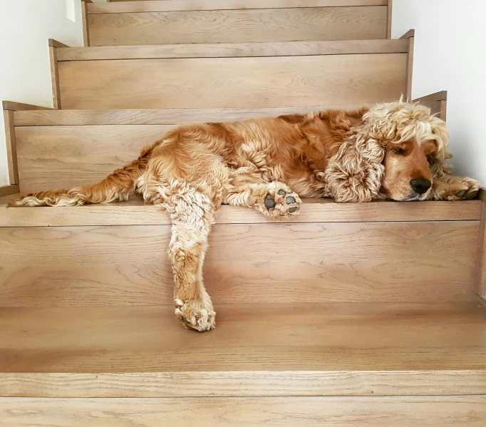 a large dog lying on the steps of a set of stairs