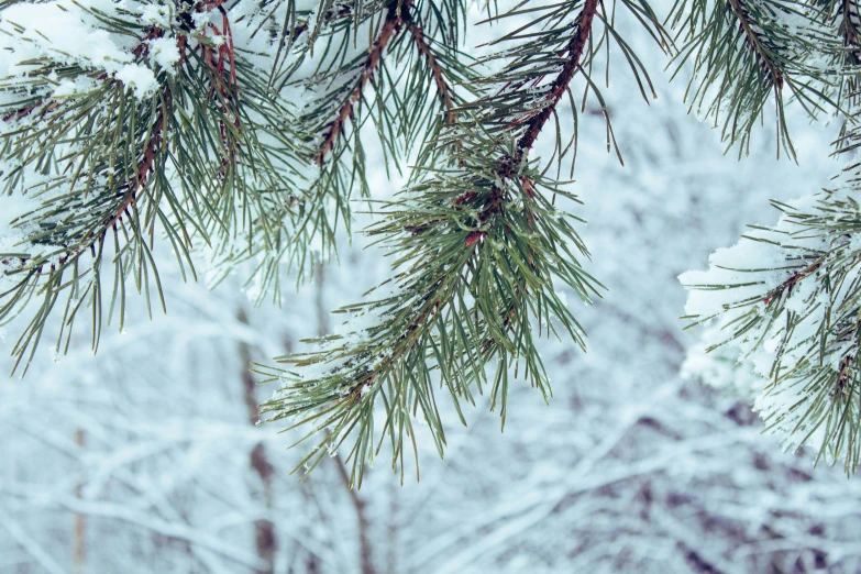 pine needles on a nch covered in snow