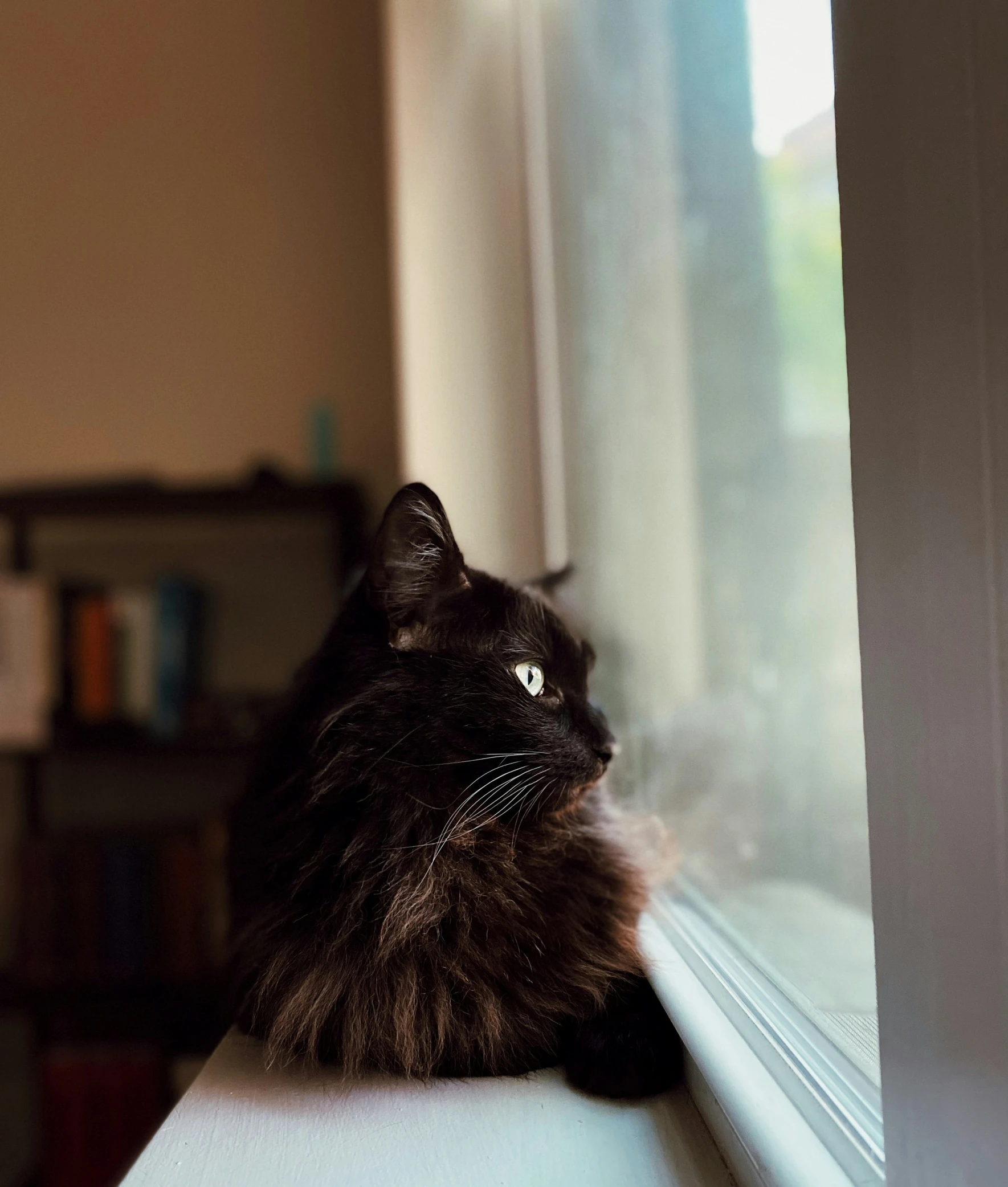 a cat sits on a window sill looking out the window