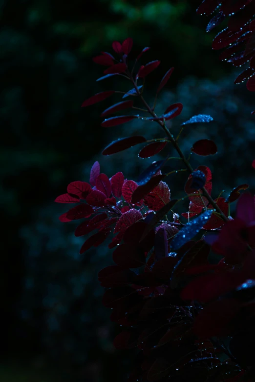 a close up of a bush in the night