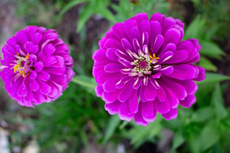 two purple flowers with yellow centers stand out against the green foliage