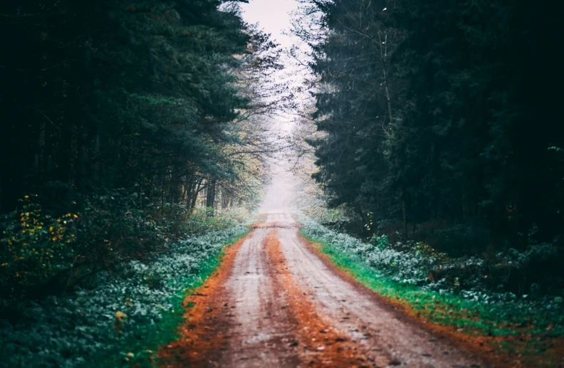 a path lined with trees in an open field