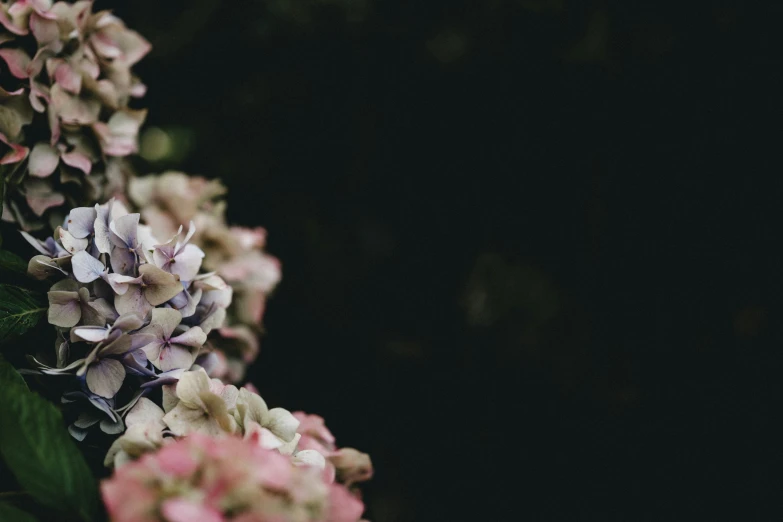 a flower in bloom on top of a plant