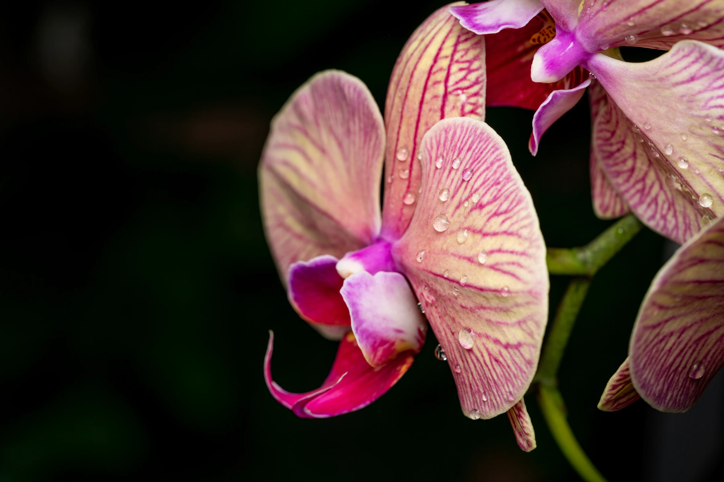 close up view of three pink orchids with dewdrops