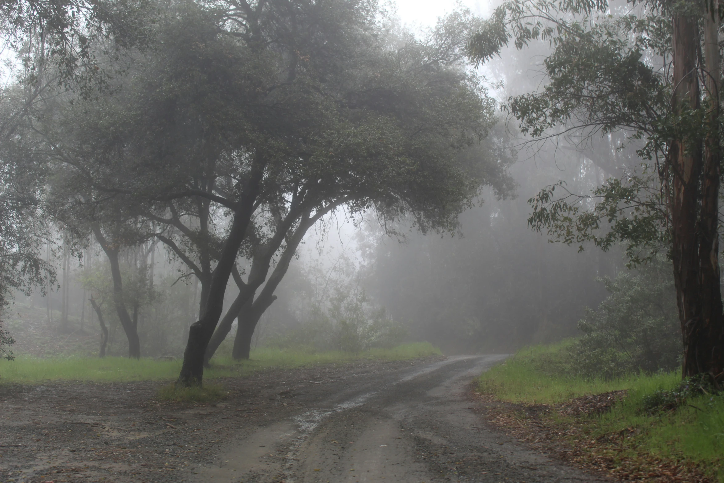 some trees and dirt roads in a foggy field