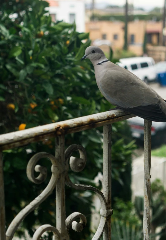 a bird is sitting on a balcony railing