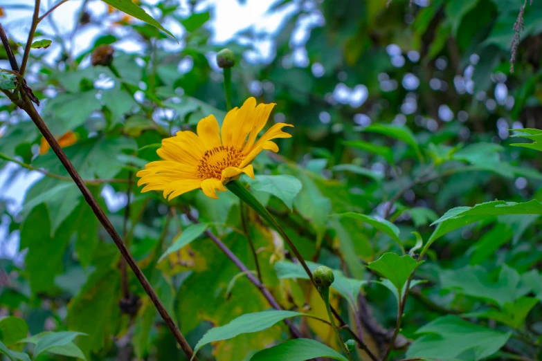 a single yellow sunflower is among many green leaves