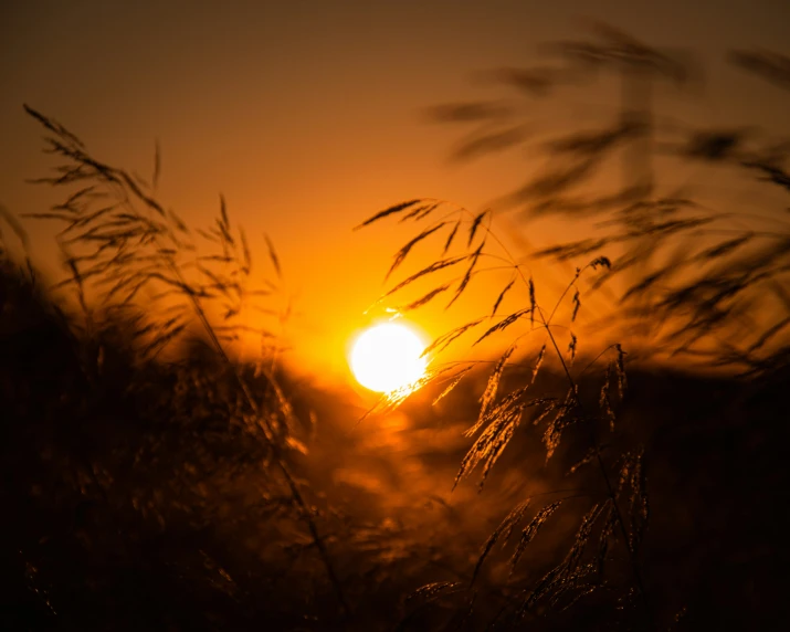the sun rises over a grassy field