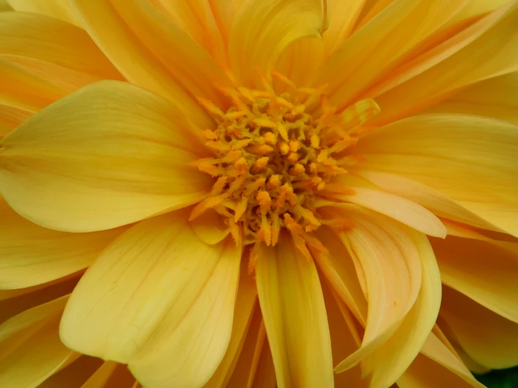 large yellow flowers that are blooming on a sunny day