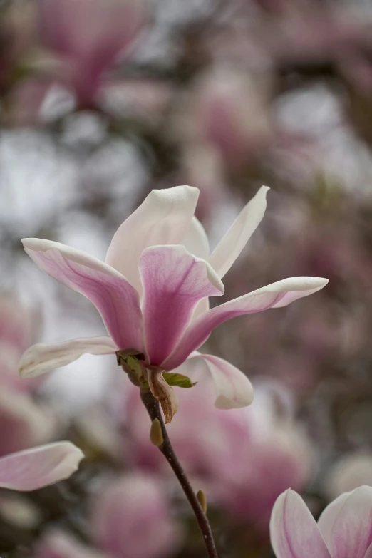 an image of pink flowers blooming in the sunlight