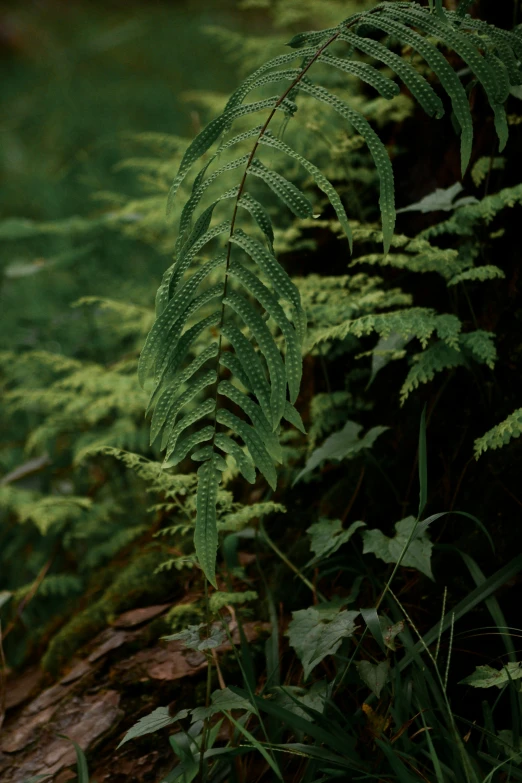 fern leaves and green grass are growing beside a path